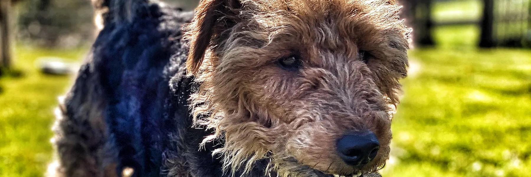 Four legged friends of Puddle Duck